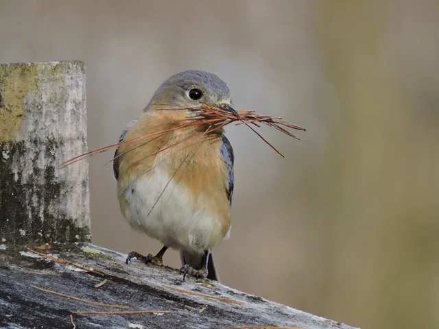 Female Eastern Bluebird.