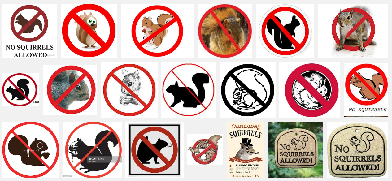 No Squirrel banner.PNG