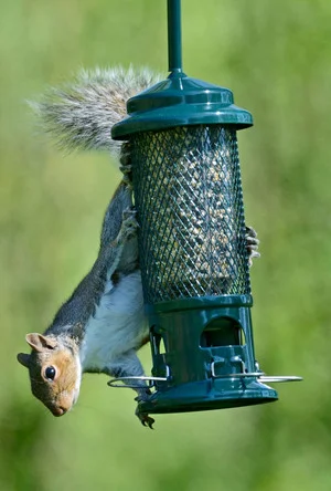 squirrel-buster-r1.jpg