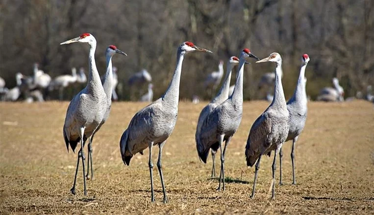 Sandhill Cranes