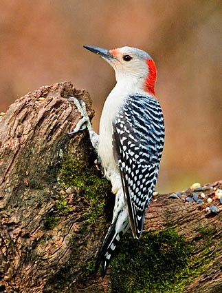 matematiker amerikansk dollar Tahiti Bird Bio: Red-Bellied Woodpecker — The Wood Thrush Shop