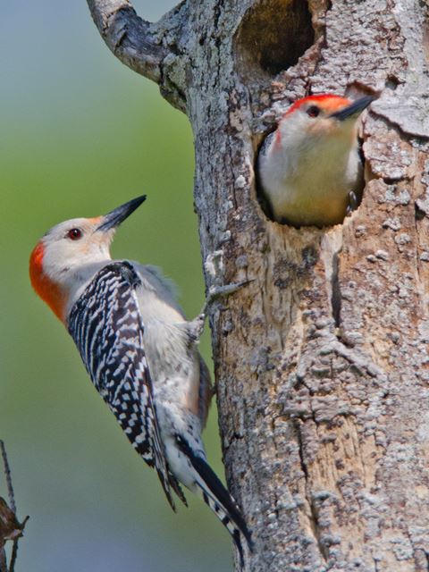 Brug for Scully Villig Bird Bio: Red-Bellied Woodpecker — The Wood Thrush Shop