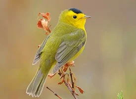 Wilson's Warbler