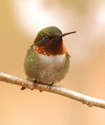 ruby_throated_hummingbird_1 (1).jpg