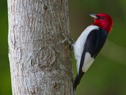 red_head_1.jpg
