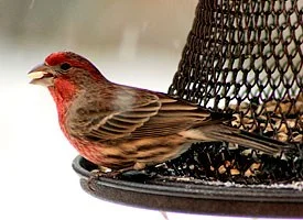 house_finch_glamour.jpg