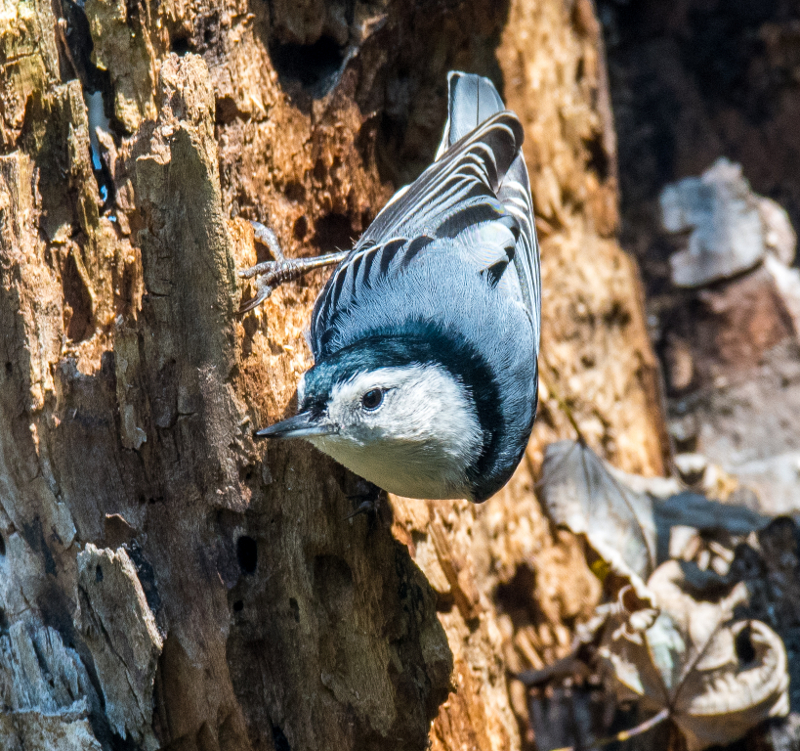Common Feeder Birds — The Wood Thrush Shop