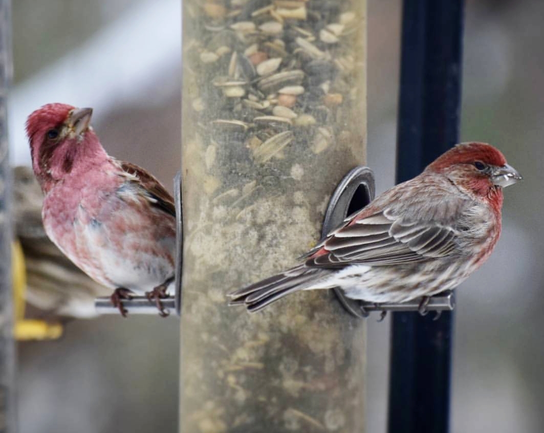 Purple Finch on the left. House Finch on the right.