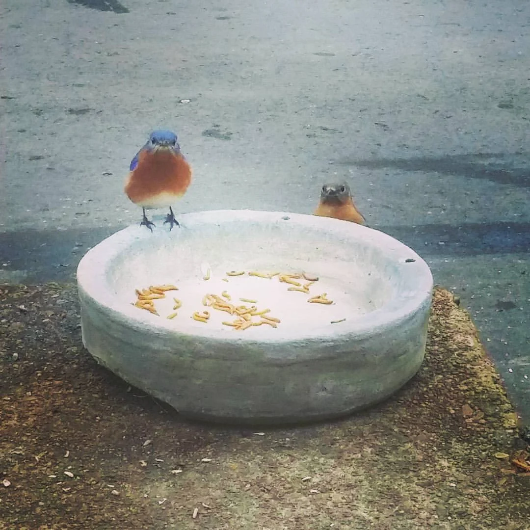 Bluebirds on meal worms.jpg