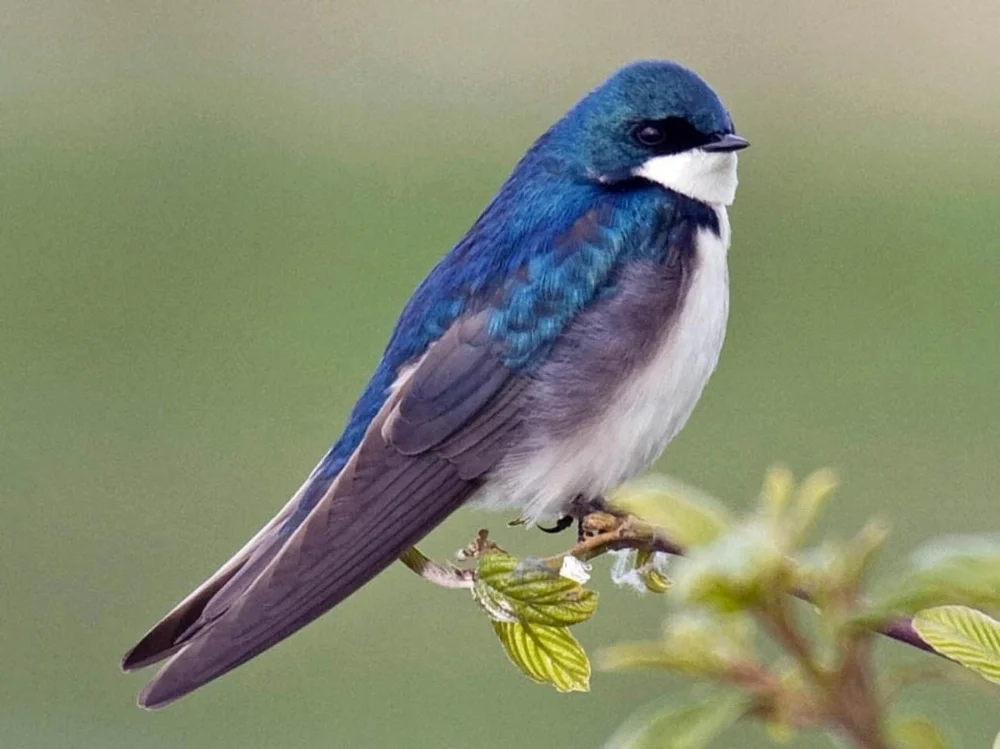Tree Swallow.