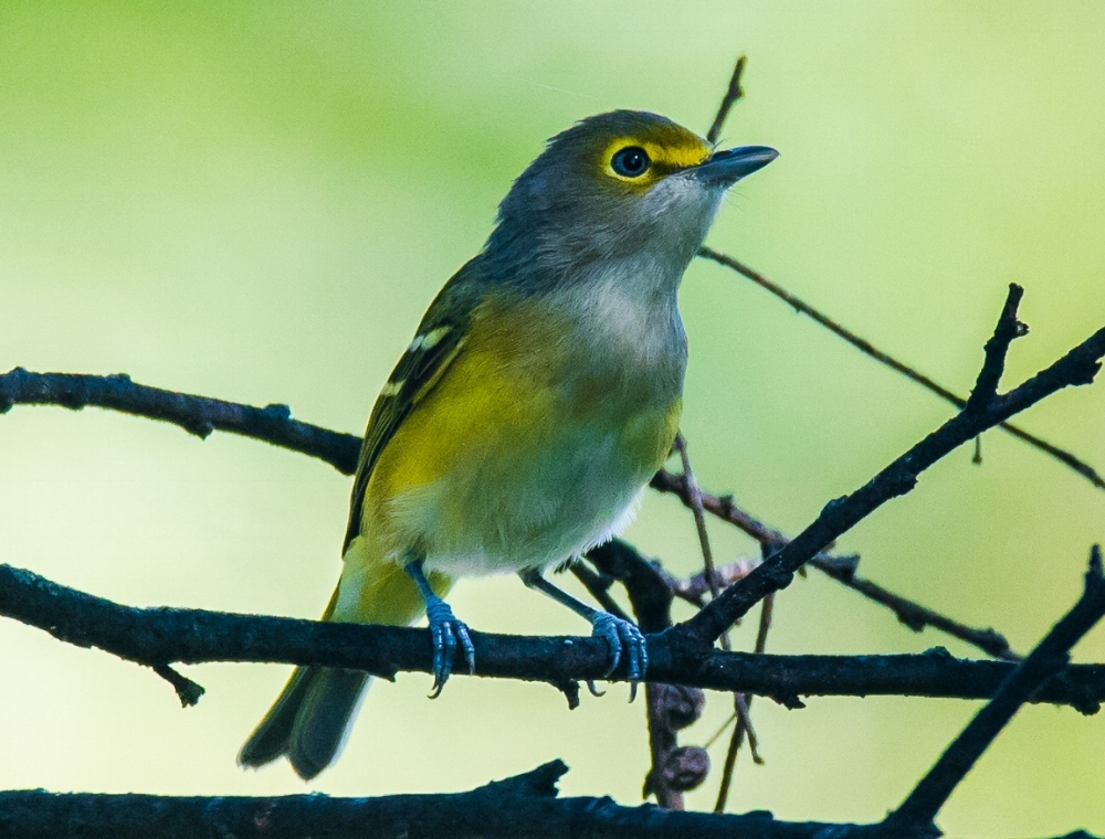 White-eyed Vireo. Photo by Eli.