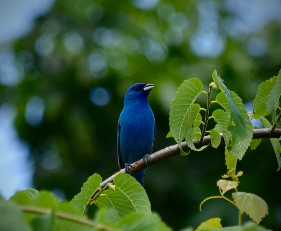 Indigo Bunting. Photo by Eli.
