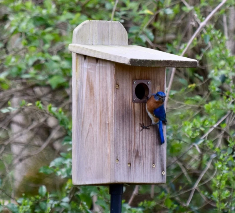 When bluebirds show interest in your nesting box is the best time to offer food.