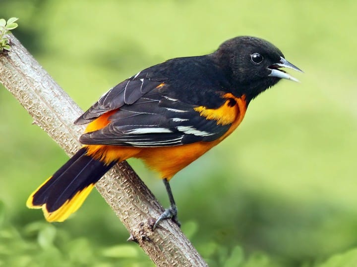 Adult male Baltimore Oriole 