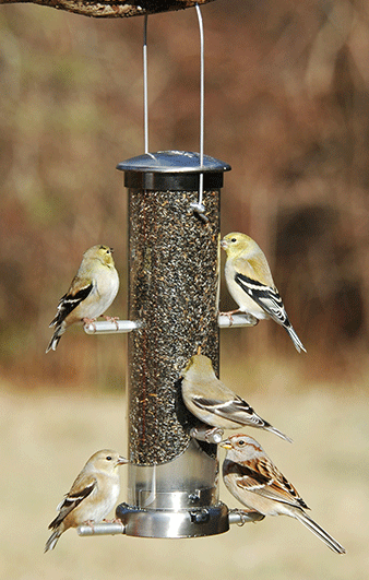 Aspects small 6 port nyjer feeder with quick release base.