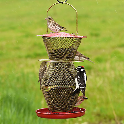 Panorama Bird Feeder,Tray style feeding port and circular perch lets birds feed 