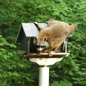 Racoons Bird News The Wood Thrush Shop