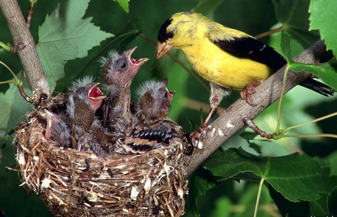 goldfinch american feeding young.jpg