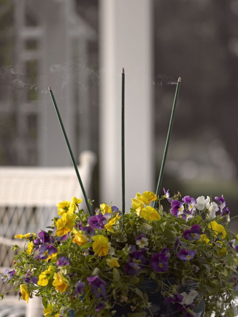 Product Profile Amazon Lights Garden Incense Sticks — The Wood Thrush Shop