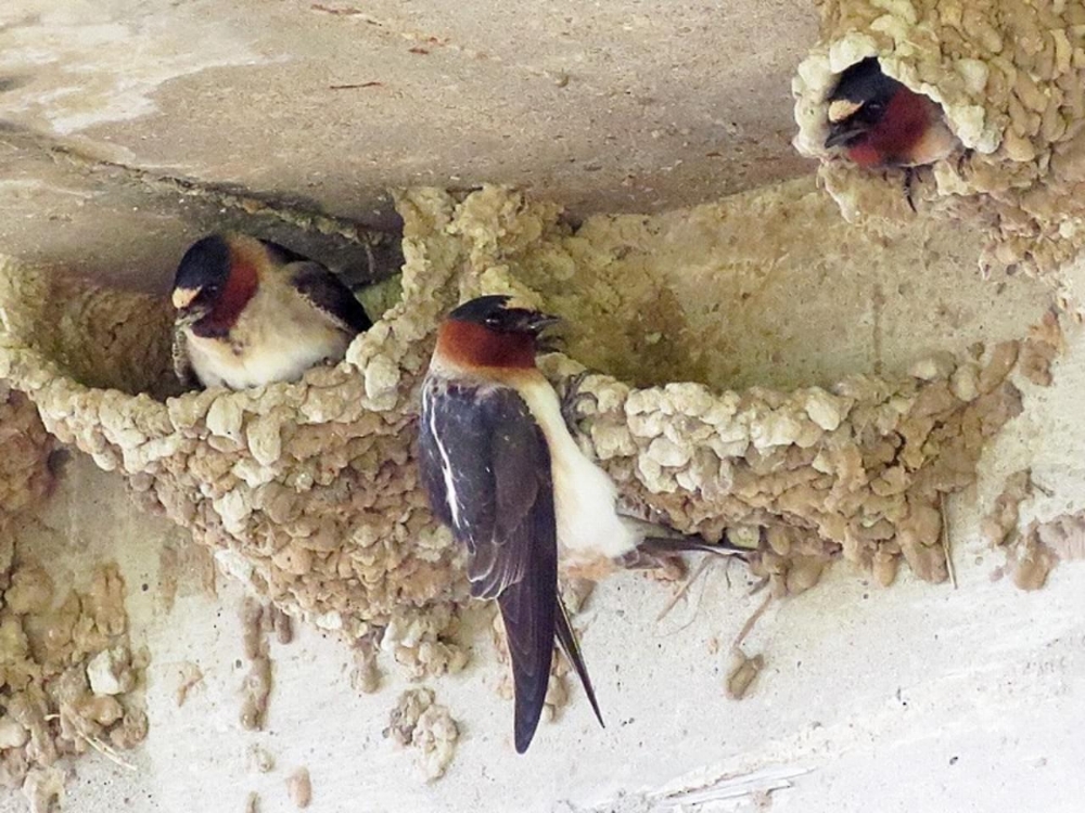 aab cliff swallow2.jpg
