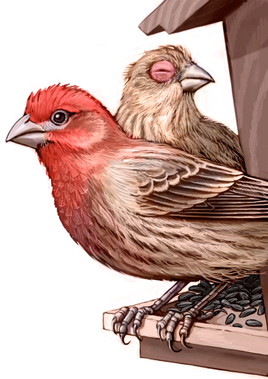 housefinch.png