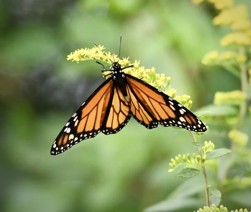 Monarch