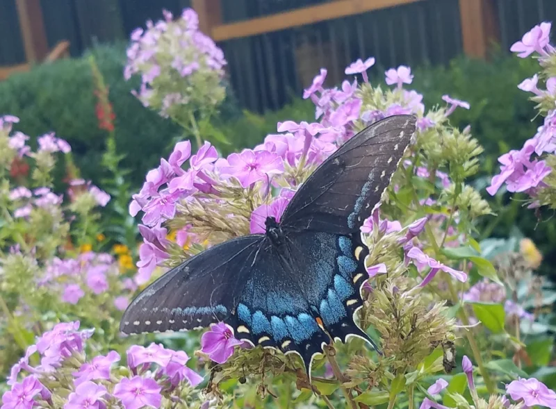 Spicebush Swallowtail
