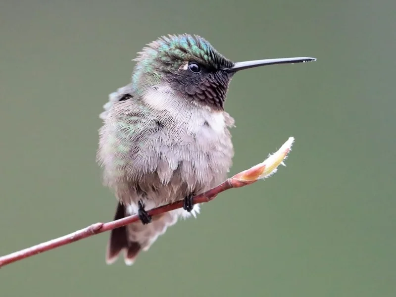 In some lights the throat of the adult male can appear black.
