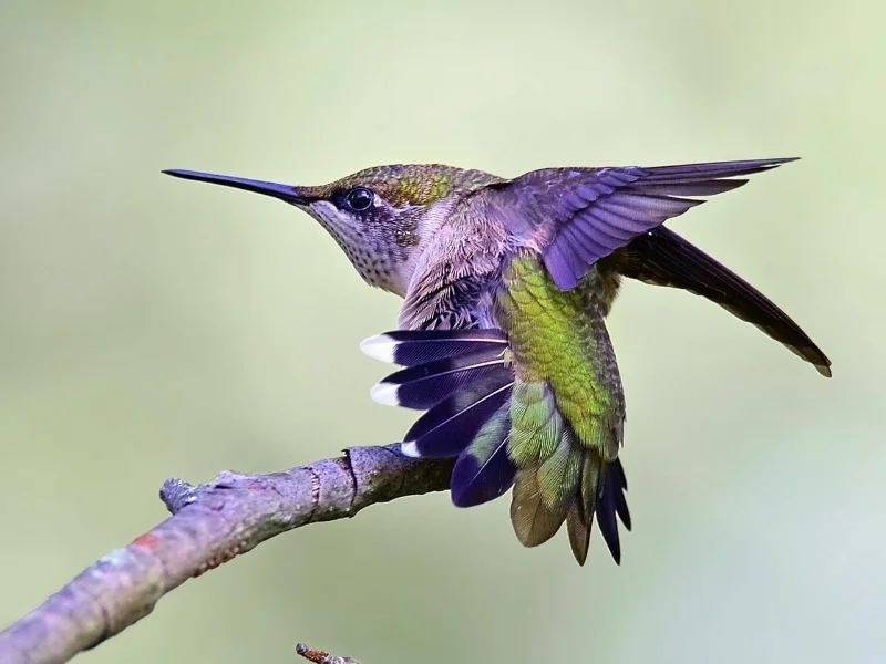 This adult female is showing off her more blunt tail with white tipped feathers. The male is more forked and lacks the white.