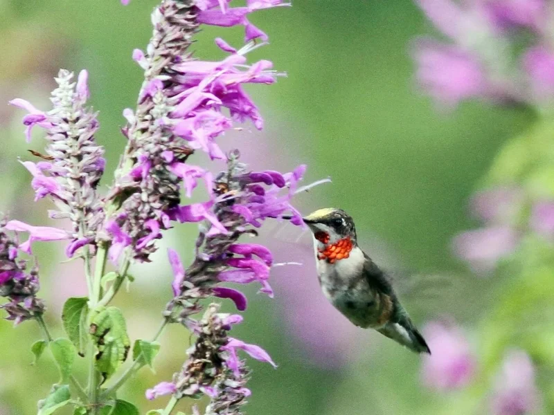 Juvenile male with his ruby throat beginning to come in.