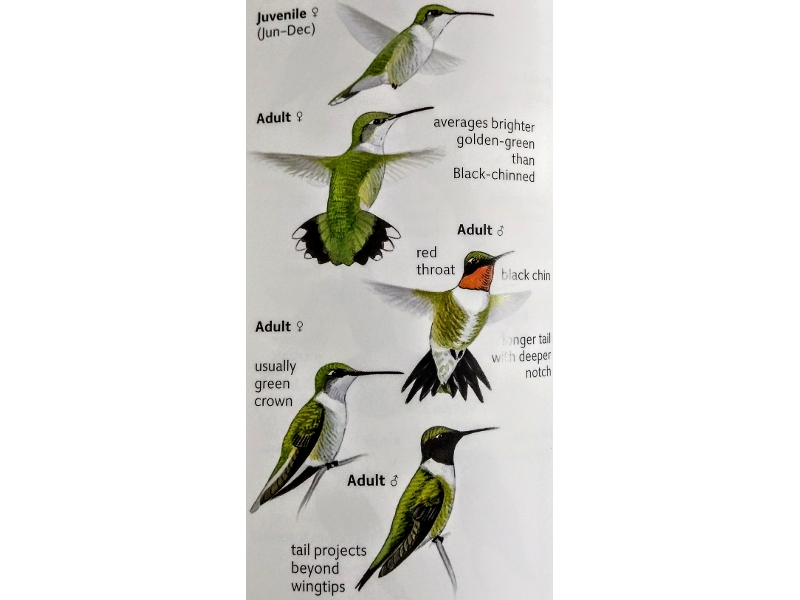 Notice the difference in the male and female tails. The male is forked where the female is blunt with white tipped feathers.