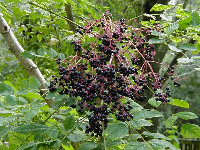 Devils Walking Stick, Berries
