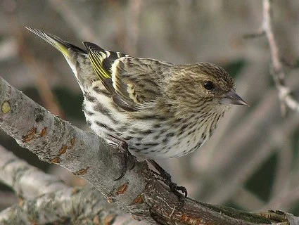 Pine Siskin can mix with goldfinch through the winter months.