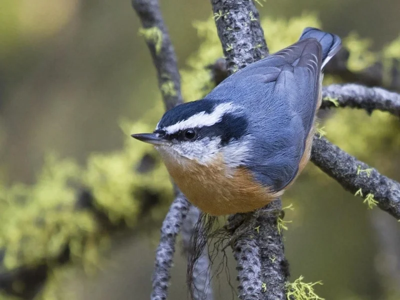 Male Red-breasted Nuthatch.