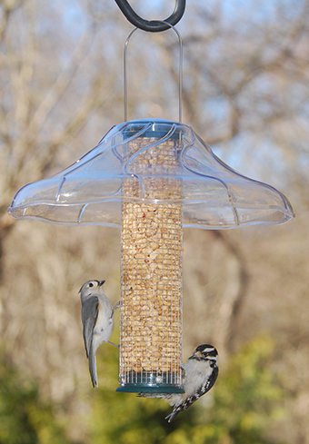Wire mesh peanut feeder with weather guard.