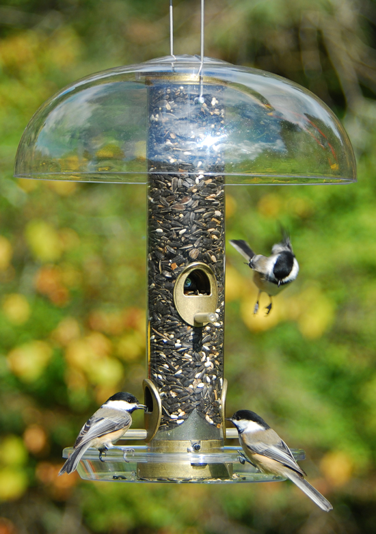 Aspects seed tube with weather guard and tray.