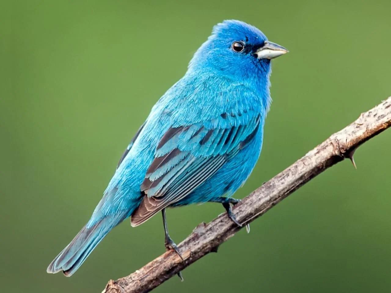 indigo bunting — Bird News — The Wood Thrush Shop