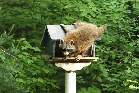 Raccoon Bird News The Wood Thrush Shop