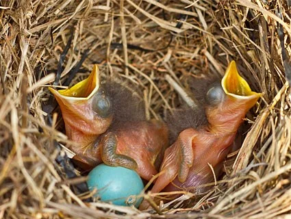 Eastern Blue bird babies just hatched. No feathers and eyes still closed.