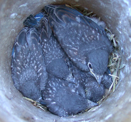 Day 12 birds are fully feathered and still being fed. They will leave the nest any day.
