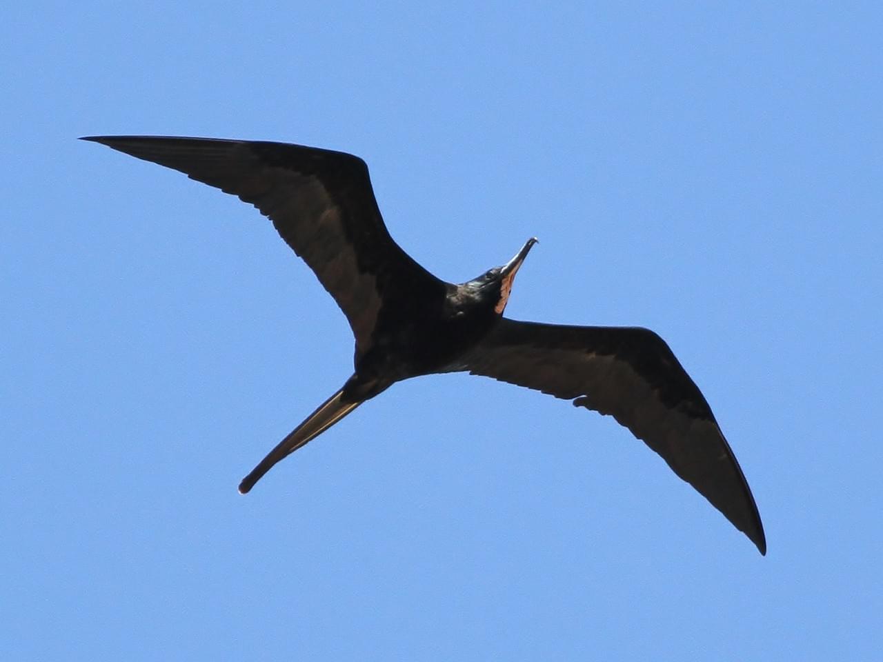 Non breeding male Frigatebird