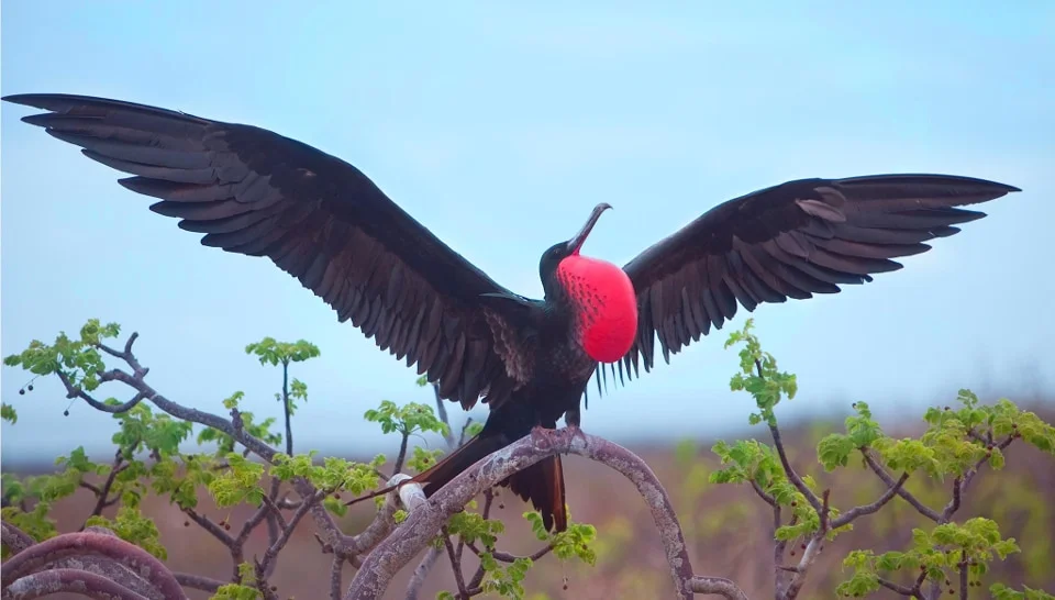 Breeding male Frigatebird