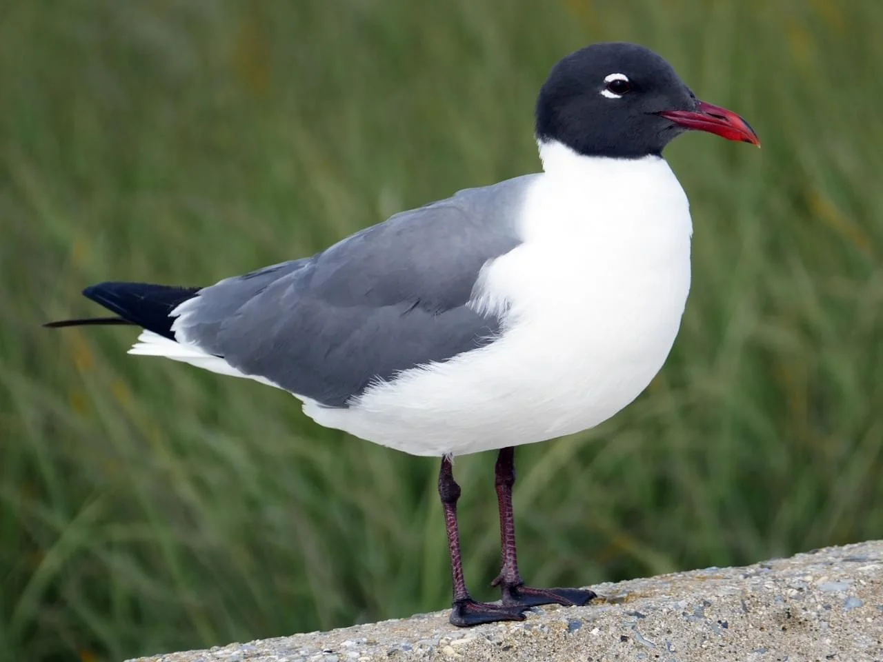 Laughing Gull