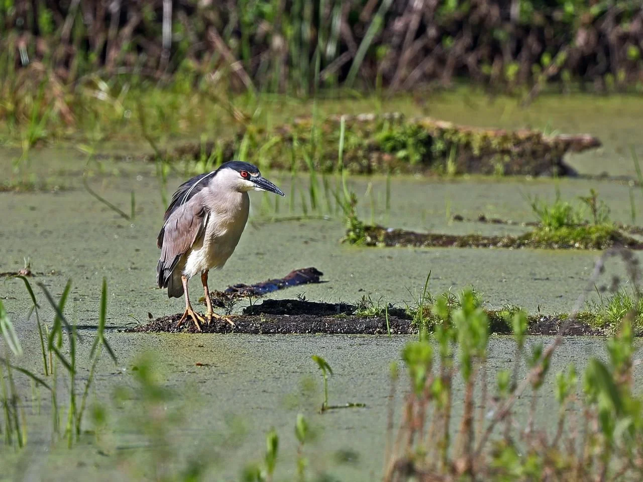 aab black-crowned heron2.jpg