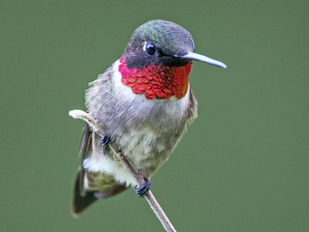 Male Ruby-throated