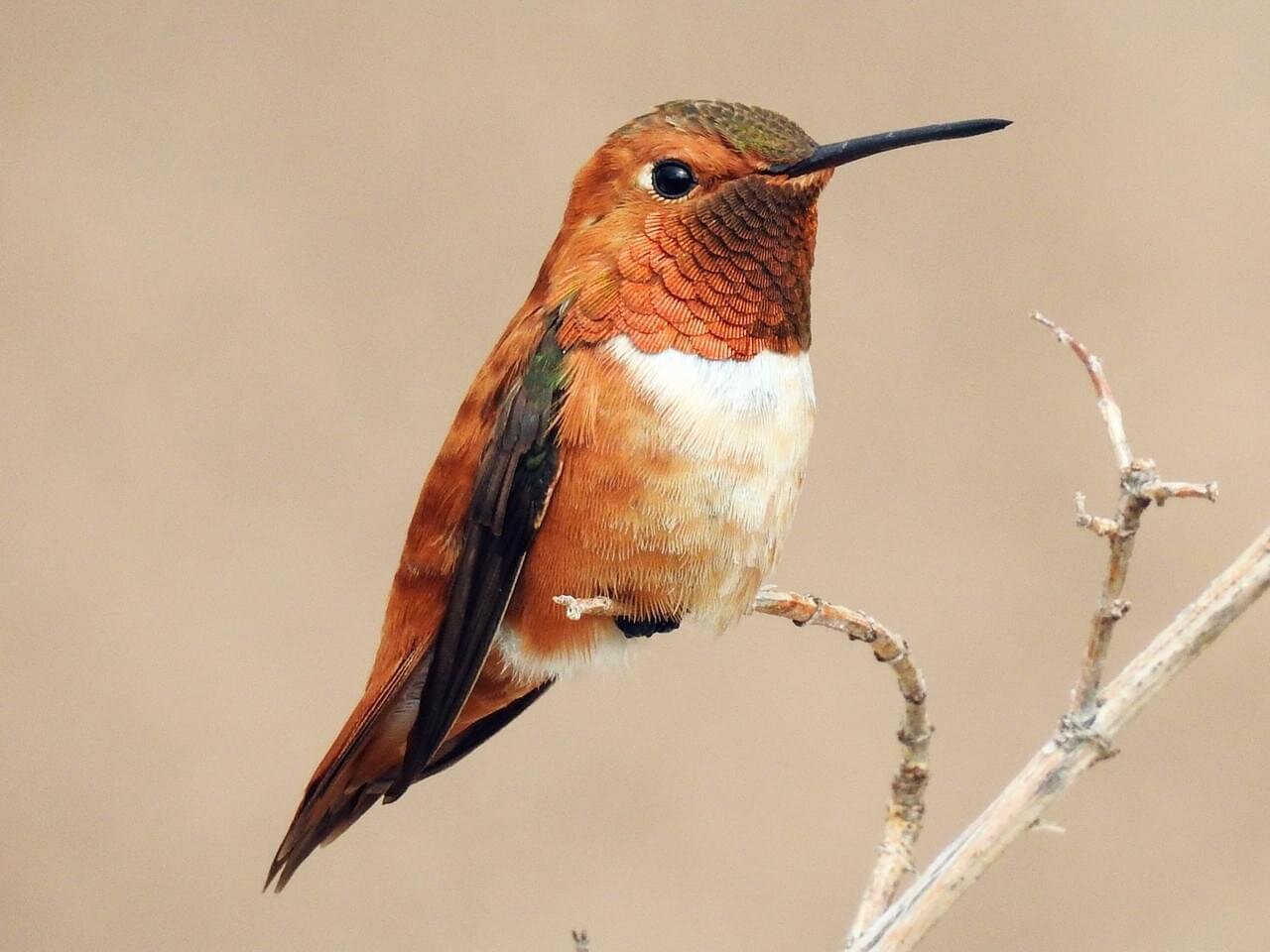 Male Rufous