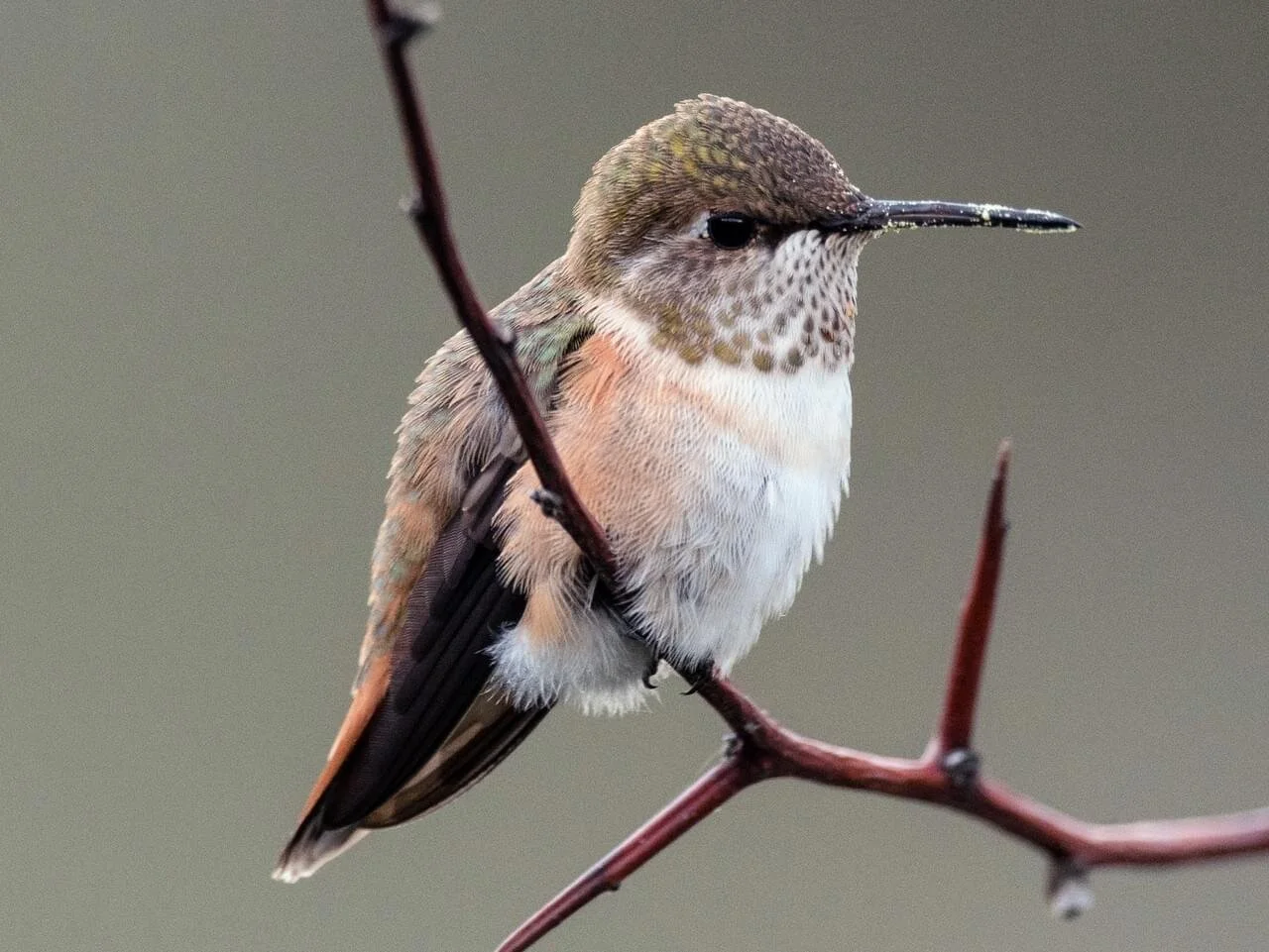 Female Rufous