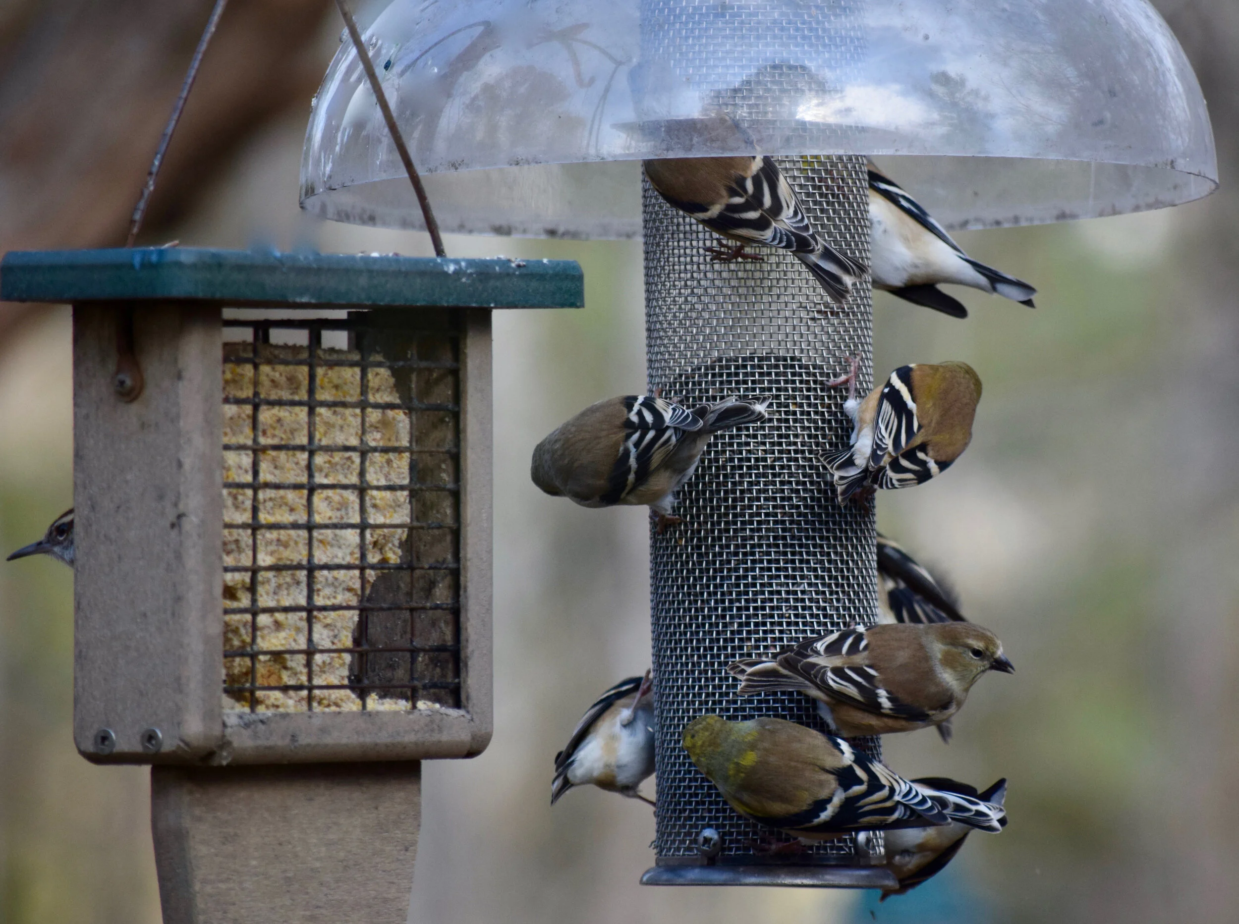 American Goldfinch Bird News The Wood Thrush Shop