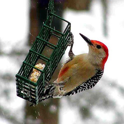 Bird Attractant Bird News The Wood Thrush Shop