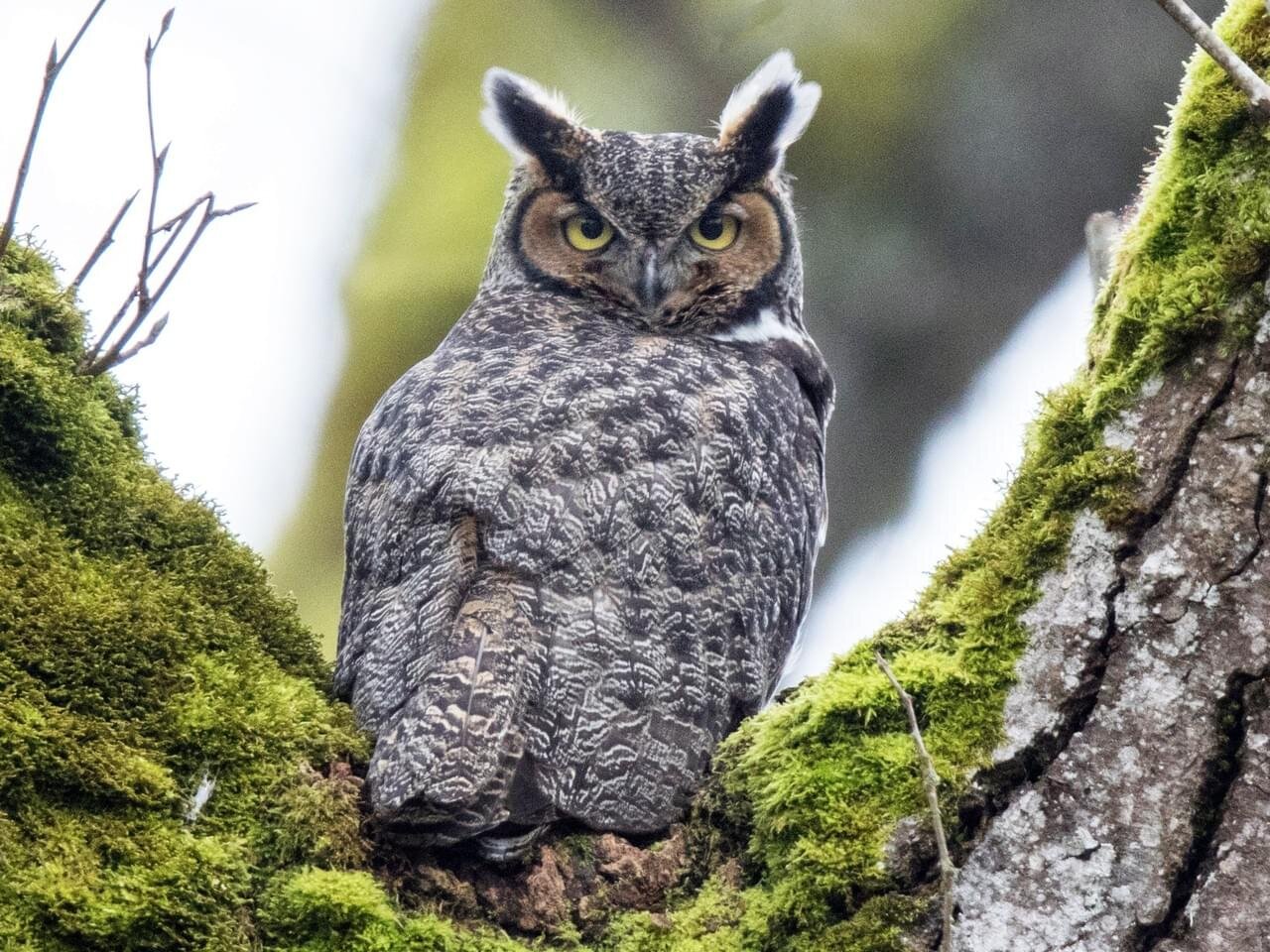 barred owl wingspan